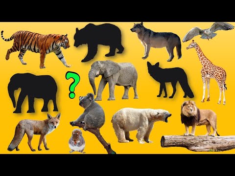 Ер адамның қынапты жалағаны жақсы ма? Арық қыздардың оргазмы