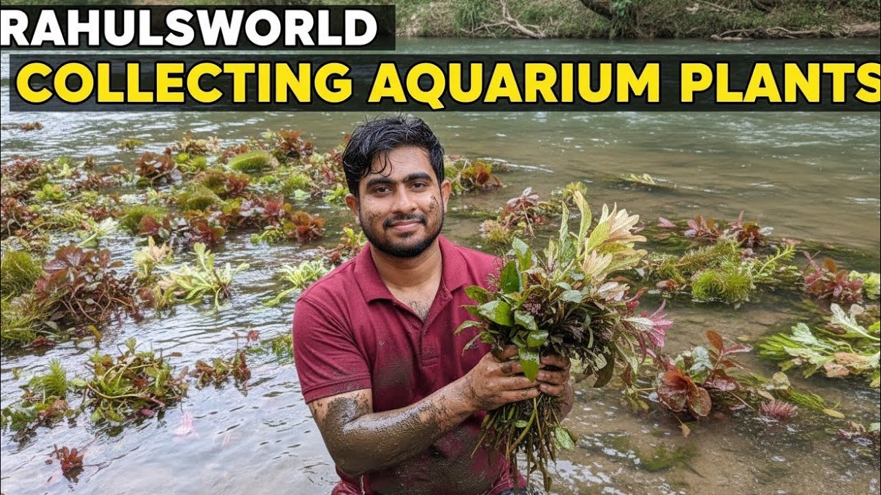 collecting wild aquarium plants for my planted aquarium in bengali