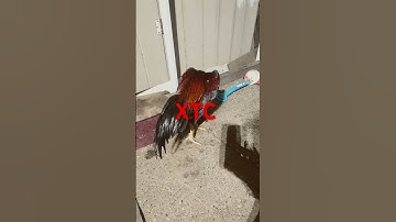 Qaib Thai stag #rooster #thairooster #chicken #qaibthai #chickencoop #bantam