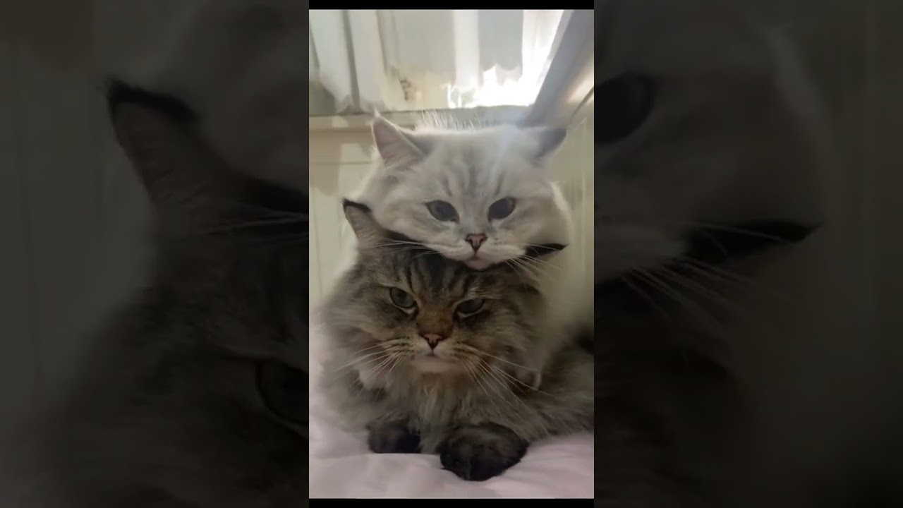 就愛跟你貼貼  #cat #cats #funny #dog #有趣 #爆笑 #訂閱 #分享 開心每一天