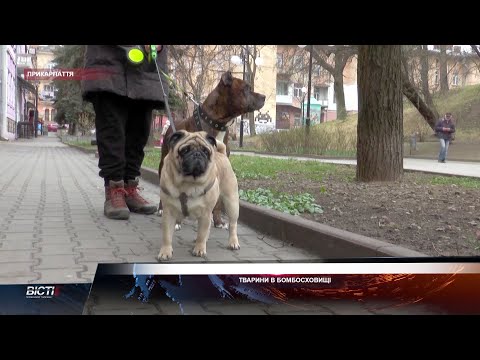 Тварини в бомбосховищі