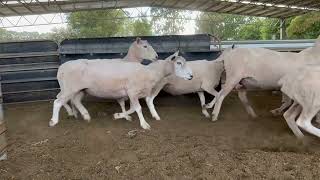 A/c T E Casey Composite Ewes