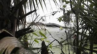 Gator in Mount Dora central florida