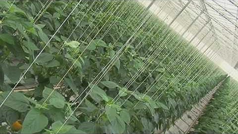 GREEFA - Kwekerij de Westerschelde - MSE 6 lane for sorting peppers in the Netherlands