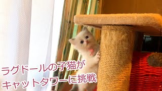 ラグドールの子猫がキャットタワーに挑戦　Kittens take on the cat tower