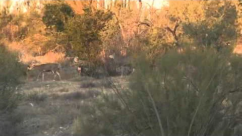 Sonora Mexico Monster Mule Deer Seg 2