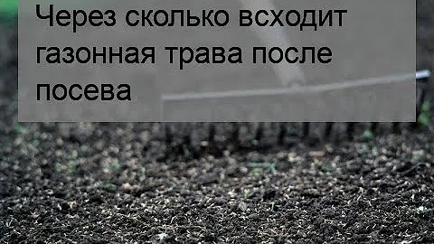 Через сколько всходит газонная трава после посева