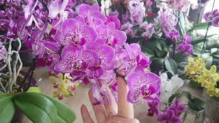 Обзор цветения орхидей Фаленопсис в #открытой системе. Есть ли разница?.. #Цветение 2024