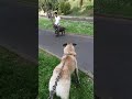 kangal vs cane corso