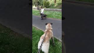 kangal vs cane corso