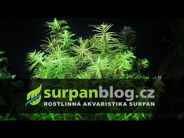 Didiplis diandra - kalužník dvoumužný - Akvarijní rostliny | SURPAN.cz