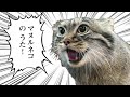 マヌルネコのうた（Pallas's cat song）Official MV