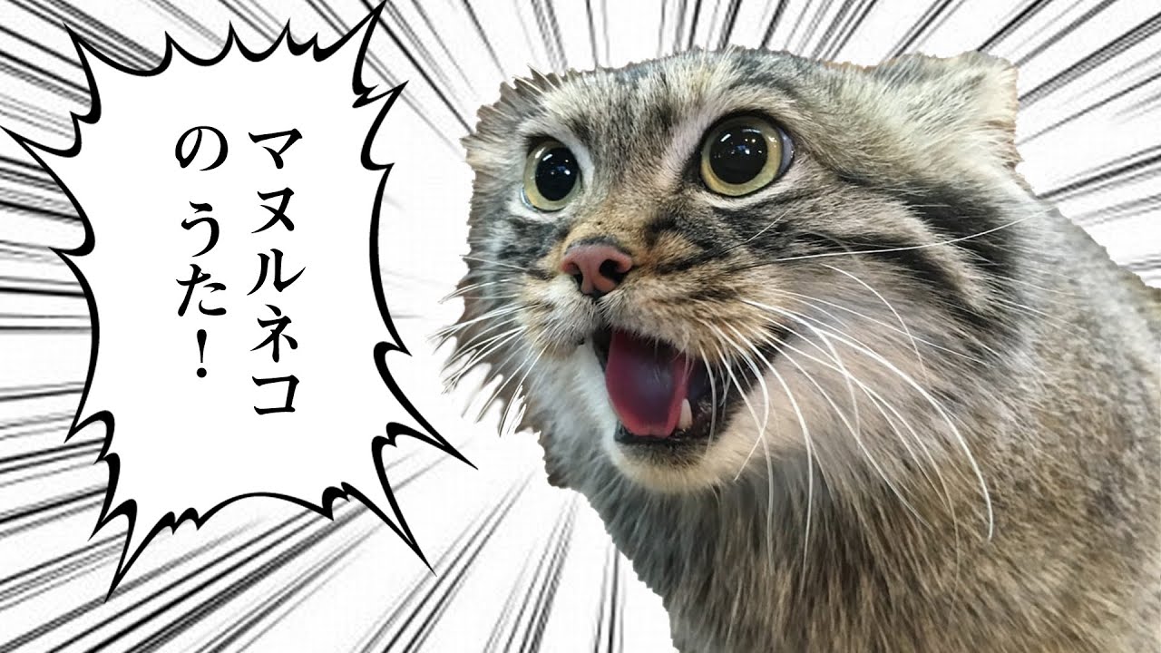 マヌルネコのうた Pallas S Cat Song Official Mv Youtube