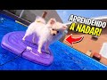 ENSINANDO A NOSSA CACHORRINHA ROXY A NADAR COM AS MINHAS FILHAS - PAI TAMBÉM VLOGA