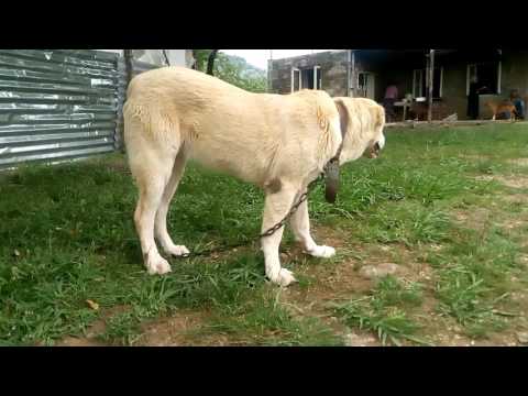 ლინდა 8 თვისაა