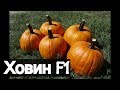 Тыква Ховин F1. Хорошая цена на тыкву!