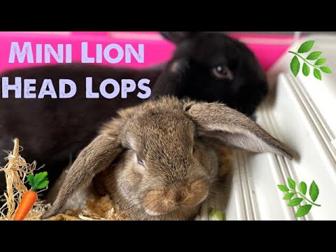 Video: Polnisches Kaninchen