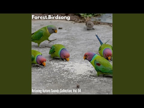 Ver Overcast Light Rain en YouTube