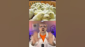 How chicken McNuggets are made