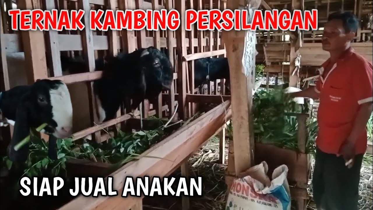TERNAK KAMBING PERSILANGAN PE DAN JAWA RANDU HASILKAN BANYAK KEUNTUNGAN