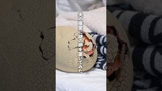 寝ている夫の枕元に巨大卵を置いて孵化させてみた! #shorts