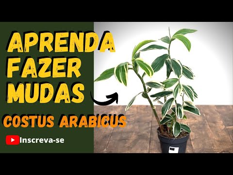 Vídeo: Costus Plant Information: Como cultivar plantas Costus no jardim