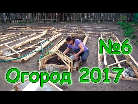Семья Бровченко. Огород 2017г. - кориандр, перец , амарант, базилик, помидоры, кукуруза. (05.17г.)
