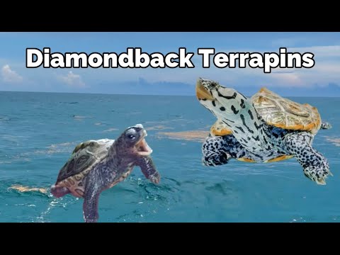 Diamondback Terrapins