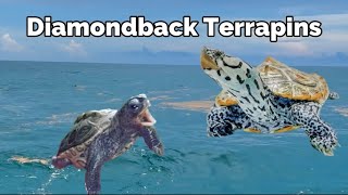 Diamondback Terrapins