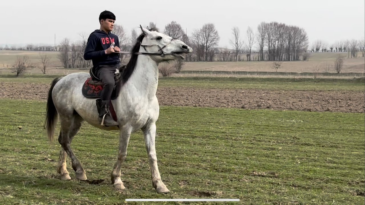 Квргыз жылкысы 26 февраля 2026 г.