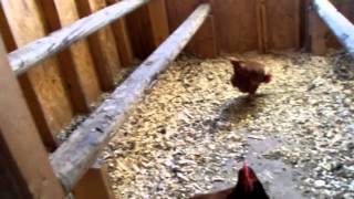 chicken inside coop