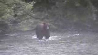 Mother with 3 cubs meets adult Grizzly