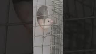 nestout finches chick