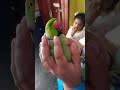 Tiya pakii taking  parrot talking