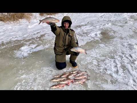 Видео: ОНИ С ТРУДОМ ПРОХОДЯТ В ЛУНКУ! ЗАКРЫЛ СЕЗОН ТАКИМИ КАБАНАМИ. ЗИМНЯЯ РЫБАЛКА 2024.