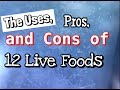 Live Fish Food: The Uses, Pros and Cons