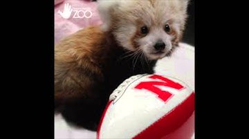 Final Service-Learning Project Video