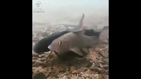 ¿Puede gritar un pez?