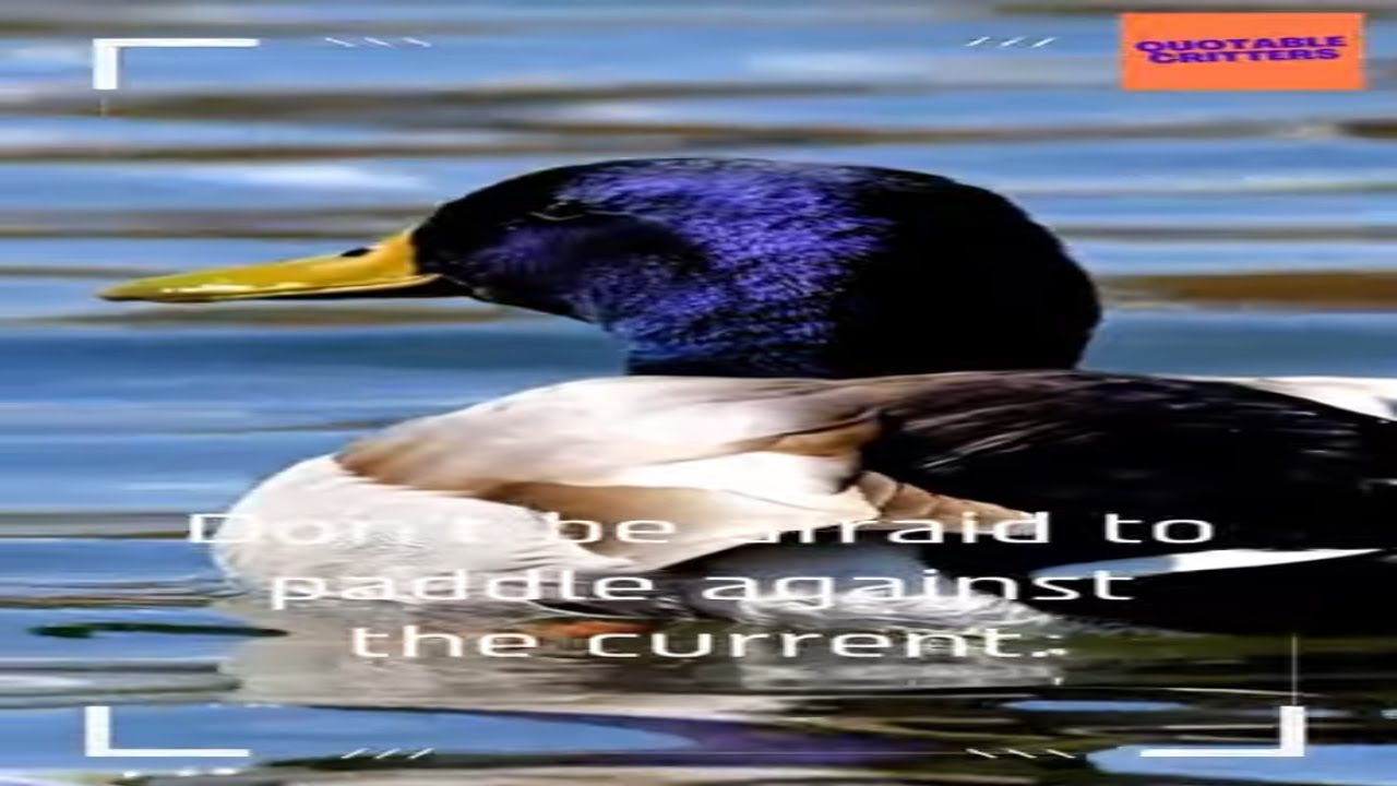 🦆 Defying the Norm: How Quacks Are Changing the World!