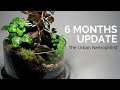 Terrarium in a Cloche 6 Months Update