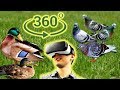 Панорамное Видео 360 VR 4K. Живность городского парка.Кормим уток, голуби не дремлют.Samsung gear360
