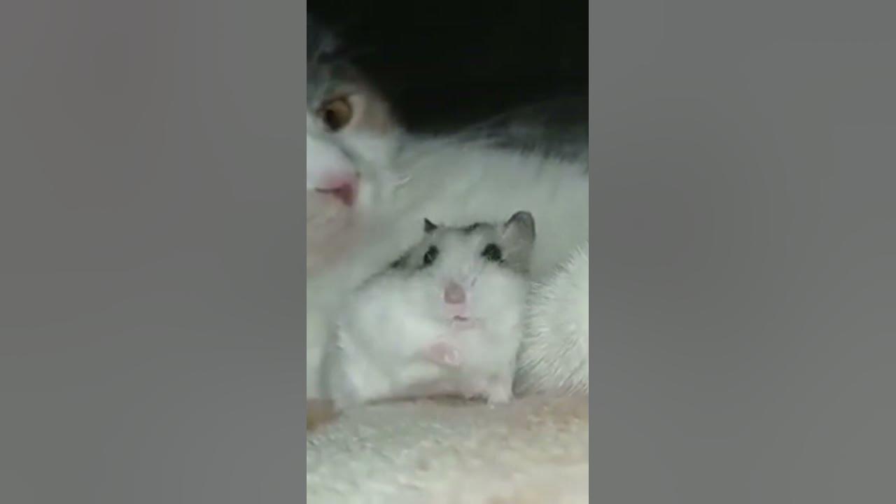 Бедный хомяк - YouTube