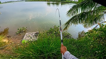 Phao Nhún Liên Tục! Câu Cá Sông Tự Nhiên Gặp Cá Khủng – Hồi Hộp Từng Giâ