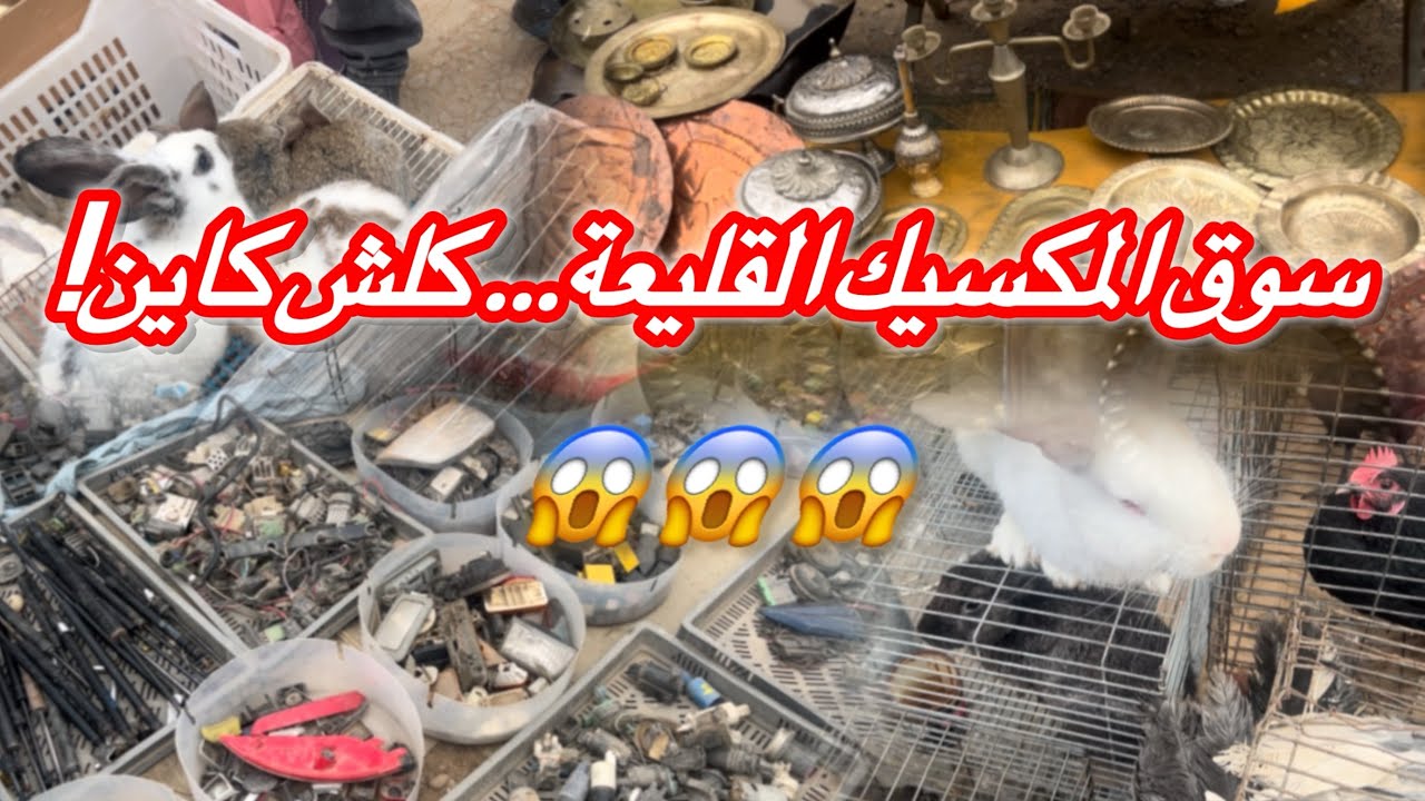 سوق المكسيك القليعة… كلش كاين! حيوانات وأشياء غريبة 😱🔥