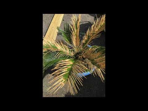 Video: Mana sāgo palma kļūst dzeltena - problēmu novēršana sāgo palmai ar dzeltenām plāksnēm