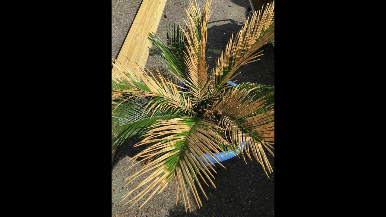 Why is My Sago Palm Turning Yellow How to Treat By Removing It? YouTube