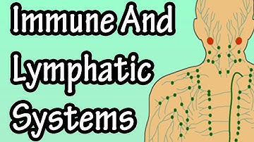 Immune System Function - Lymphatic System Function