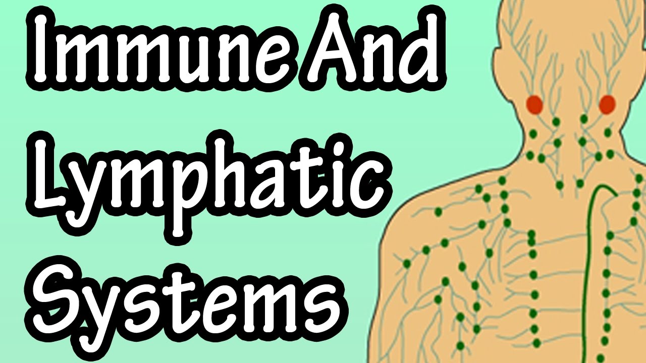 immune system function lymphatic system function immune system function