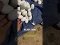 Konten atau Beneran? Ditinggal 6 Bulan, Rumah Dipenuhi Telur Ular! #shorts
