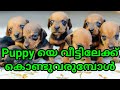 Laze Media : Need to be Prepared for your New Puppy : first time owners ഉറപ്പായി കാണുക : Puppy Care